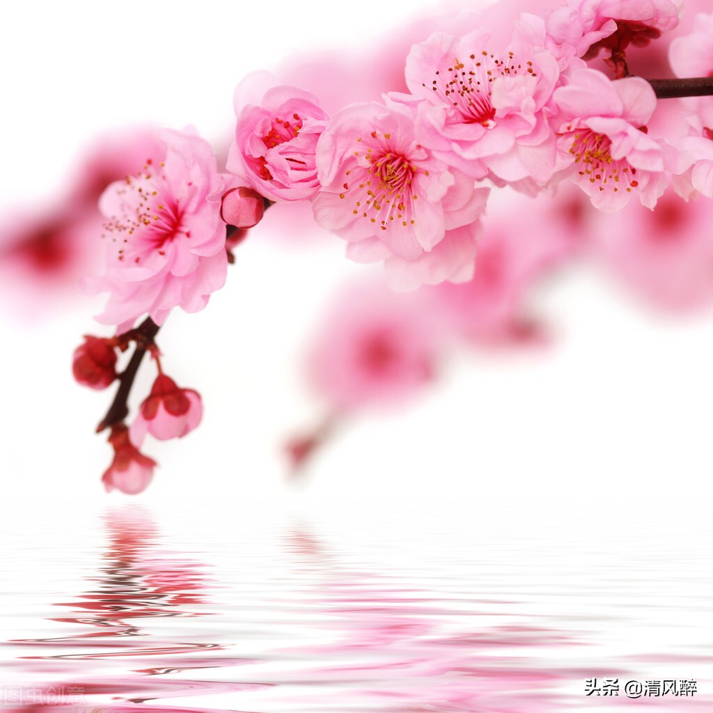 关于樱花的唯美短句（适合发樱花的文案） 第1张
