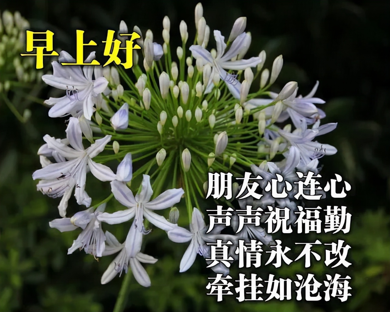 祝福语言感动短语（最美的祝福语句短） 第5张