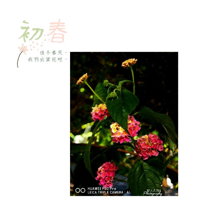 黍离原文及翻译赏析（国风王风黍离原文） 第5张