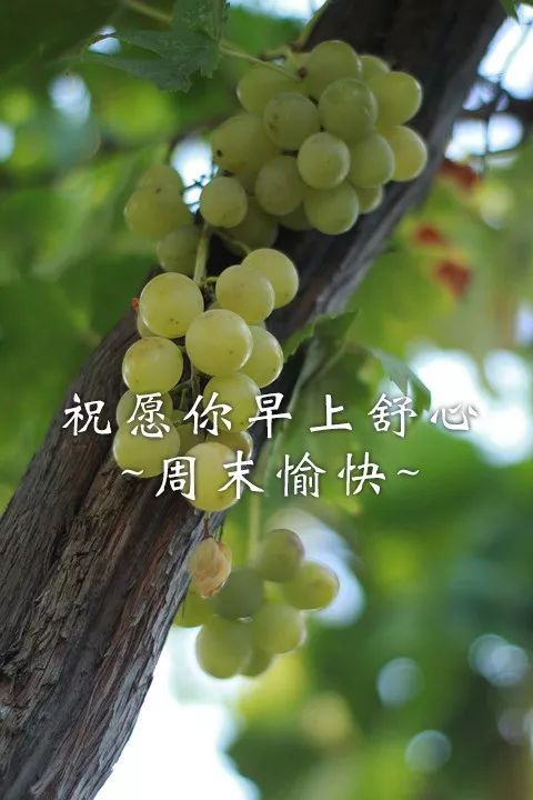 周末祝福短信大全（周末早安祝福语分享） 第11张