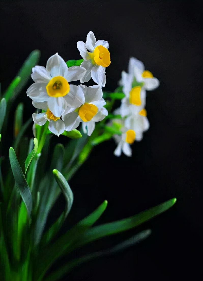 水仙花的诗句古诗（水仙花的唯美语录） 第7张