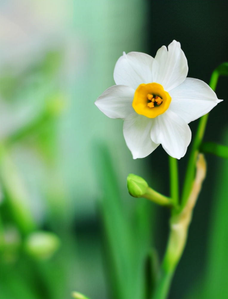 水仙花的诗句古诗（水仙花的唯美语录） 第31张
