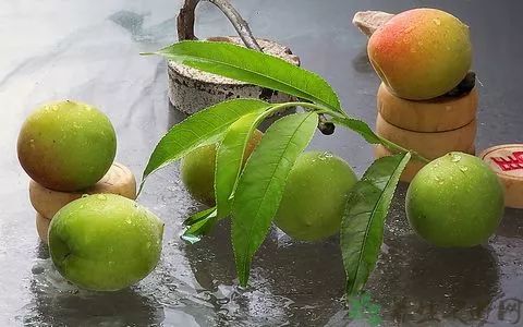 梅子金黄杏子肥的全诗（和梅子有关的诗句） 第3张
