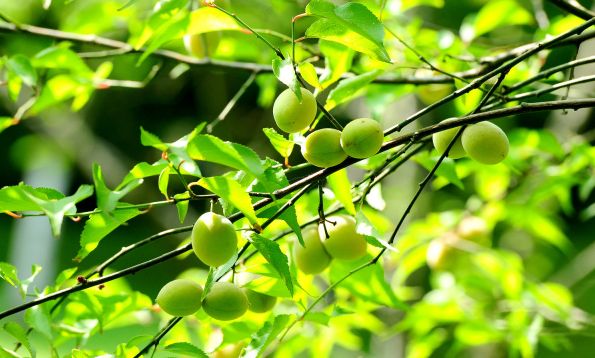梅子金黄杏子肥的全诗（和梅子有关的诗句） 第49张