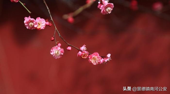 落花不是无情物化作春泥更护花（赞美老师的诗句古诗） 第1张