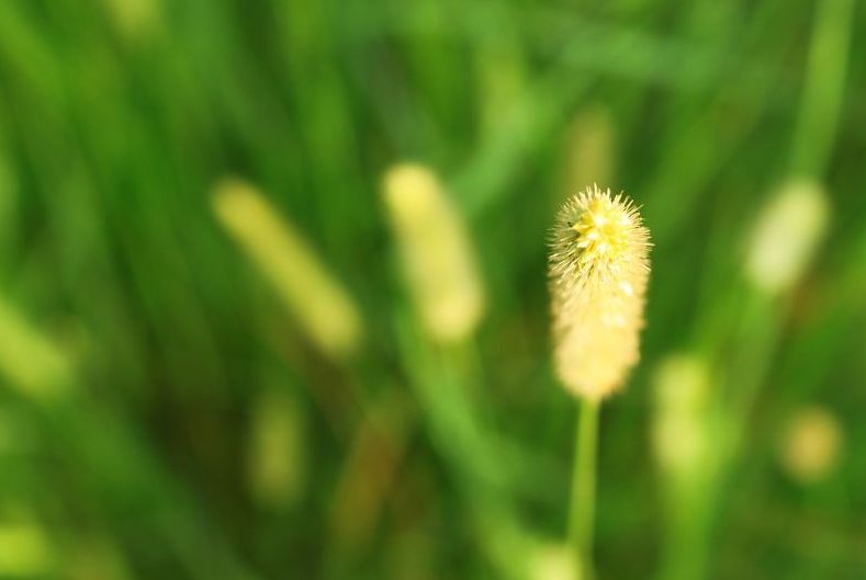 关于草的诗句古诗（形容野草的诗句） 第5张