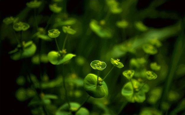 关于草的诗句古诗（形容野草的诗句） 第45张