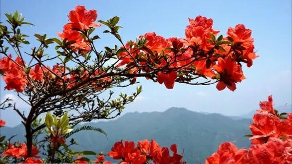 李商隐的锦瑟全诗赏析（锦瑟表达的主旨和情感） 第23张