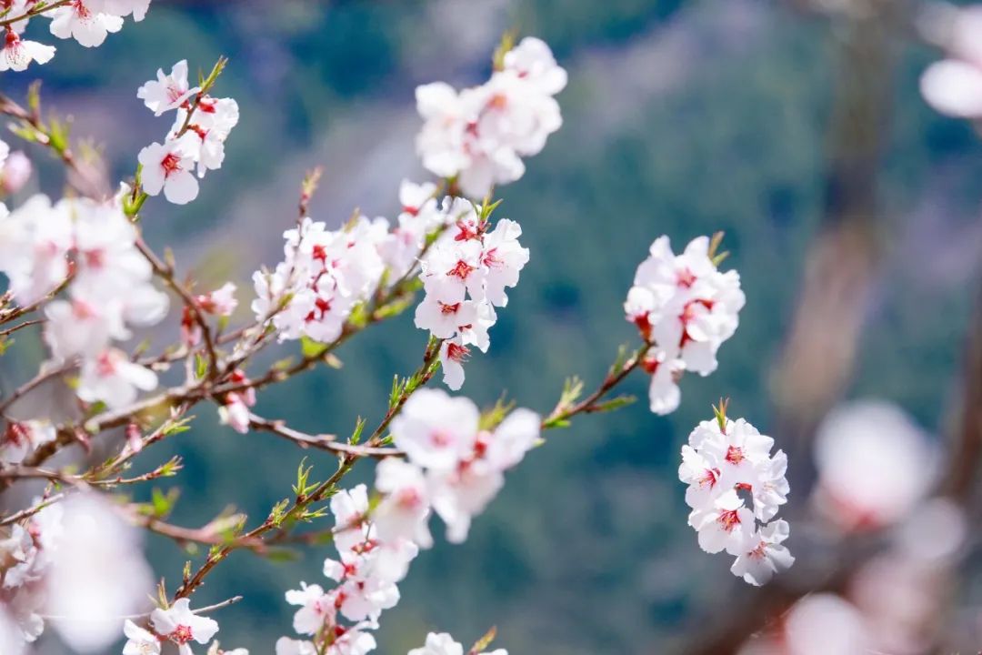 桃花的诗句唯美句子（描写桃花的诗句古诗） 第3张