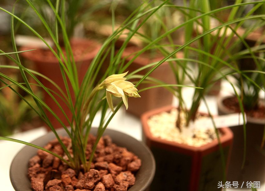 形容兰花的词语有哪些（赞美兰花的四字词语） 第11张