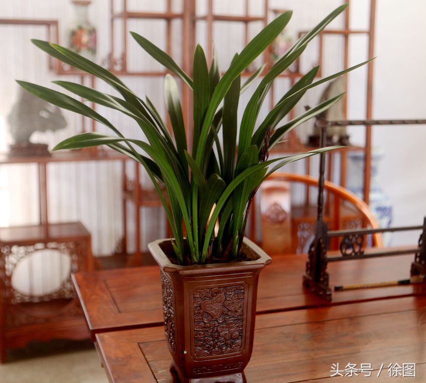 形容兰花的词语有哪些（赞美兰花的四字词语） 第15张