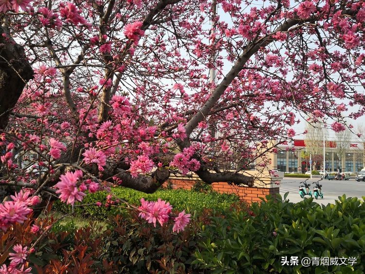 春天的赞歌现代诗（写一首赞美春天的现代诗） 第1张