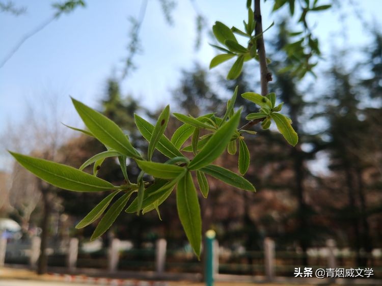 春天的赞歌现代诗（写一首赞美春天的现代诗） 第3张