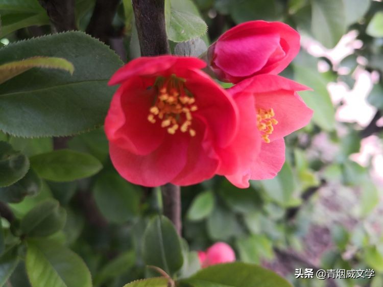 春天的赞歌现代诗（写一首赞美春天的现代诗） 第7张
