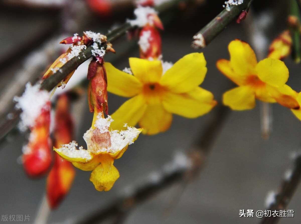 描写迎春花的诗句古诗（迎春花的诗句千古名句） 第5张