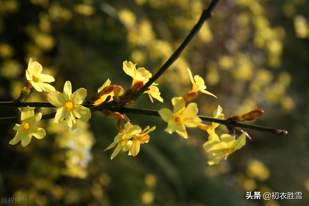 描写迎春花的诗句古诗（迎春花的诗句千古名句） 第11张