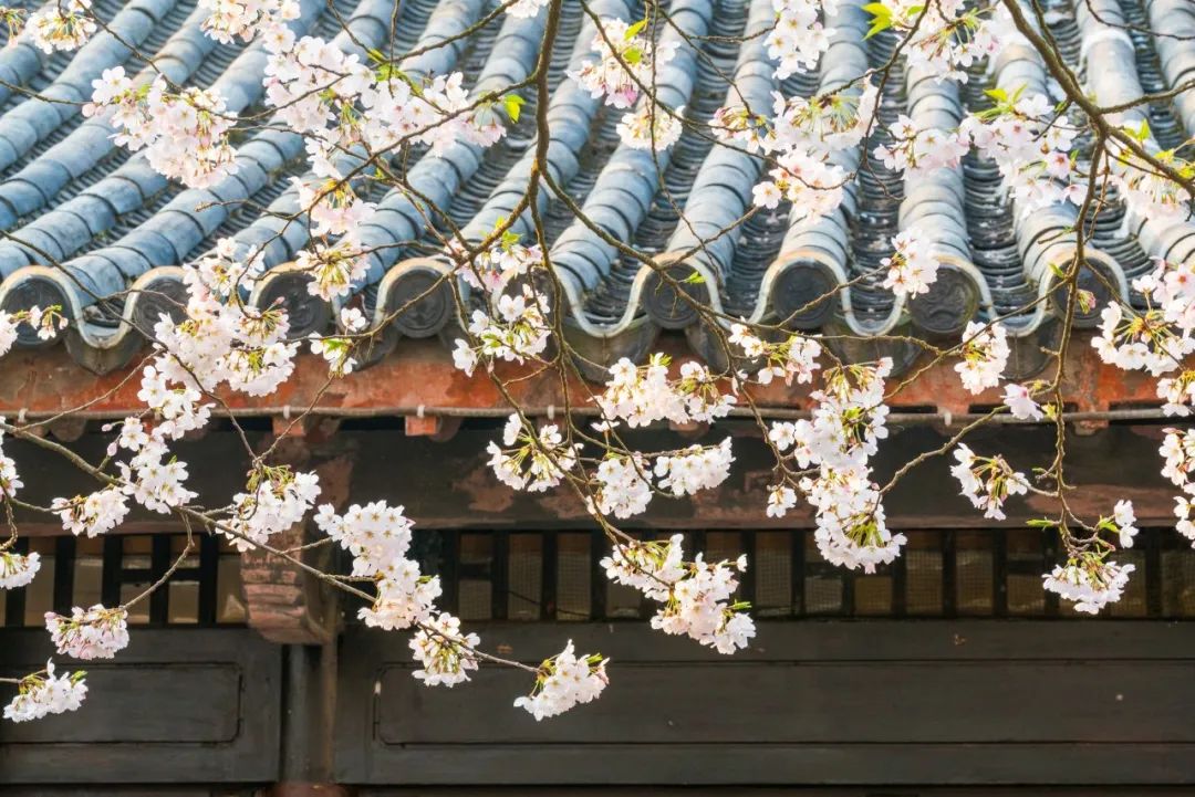 描写春天美景的诗句（春天励志的佳句） 第13张