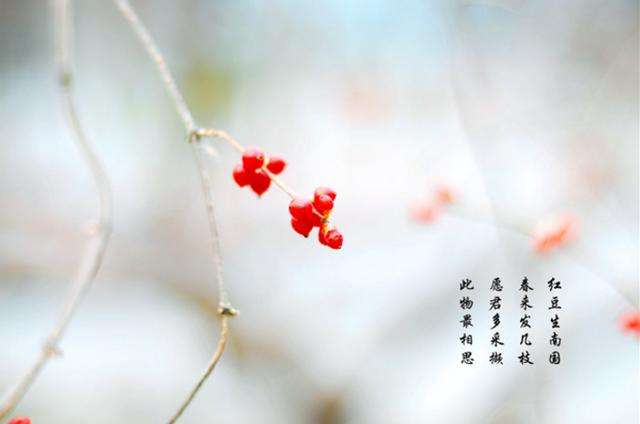 相思王维古诗的意思（相思古诗赏析） 第1张