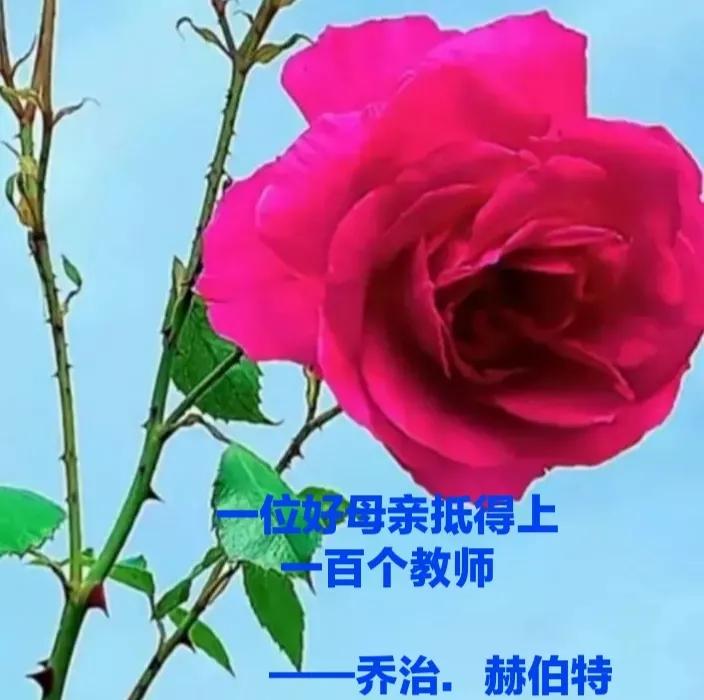 赞美母亲的句子和段落优美（歌颂母爱的优美语段） 第1张
