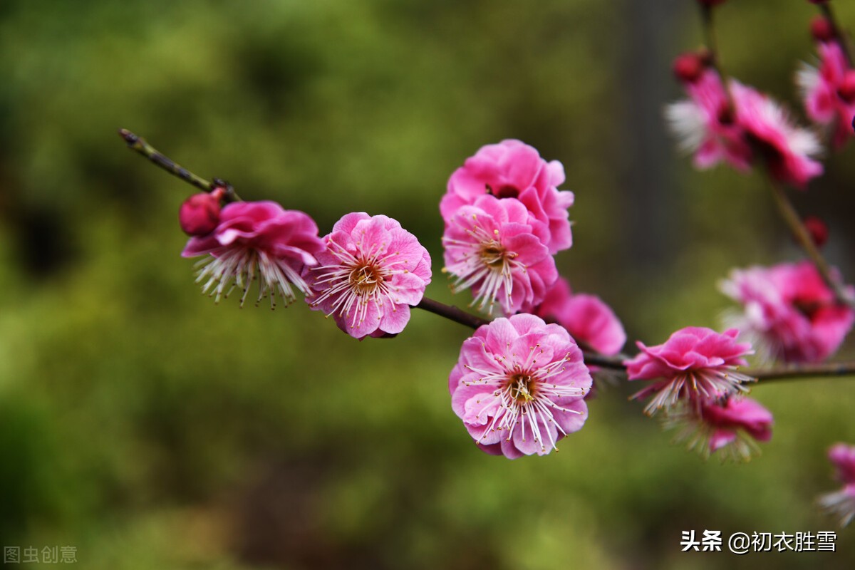 庆祝元旦的诗句古诗（关于元旦的优美诗句） 第5张