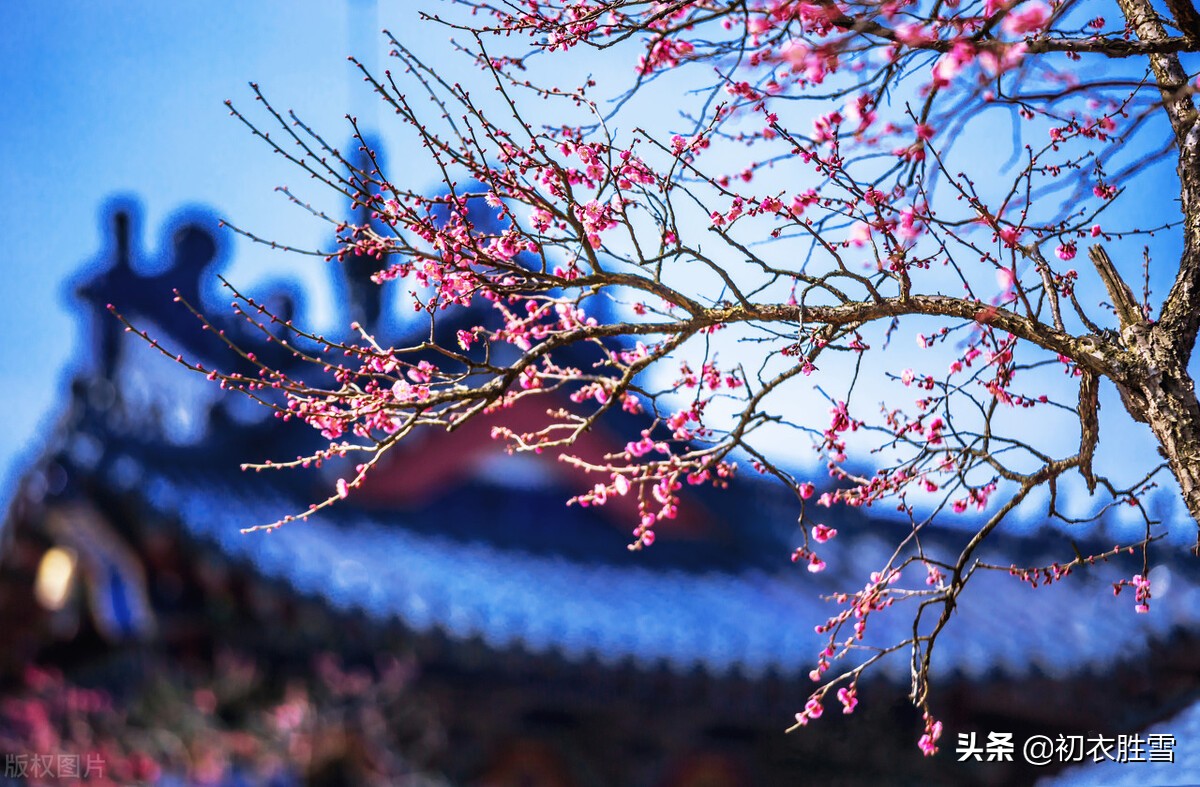 庆祝元旦的诗句古诗（关于元旦的优美诗句） 第11张
