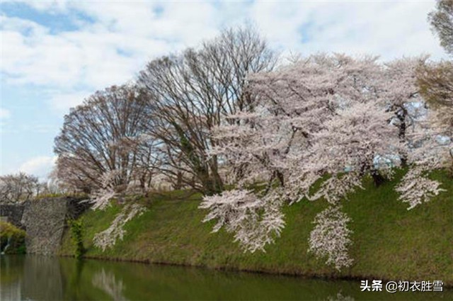 一棵开花的树原文及赏析（席慕容情诗名句大全） 第11张