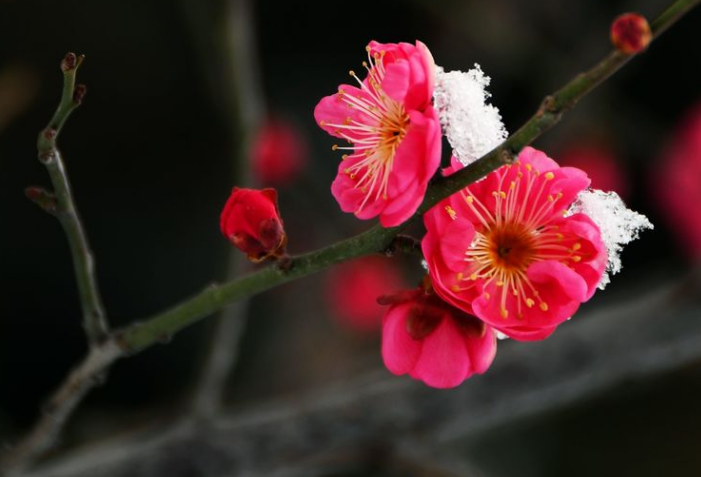 赞美梅花的话有哪些（十首著名的梅花诗） 第15张