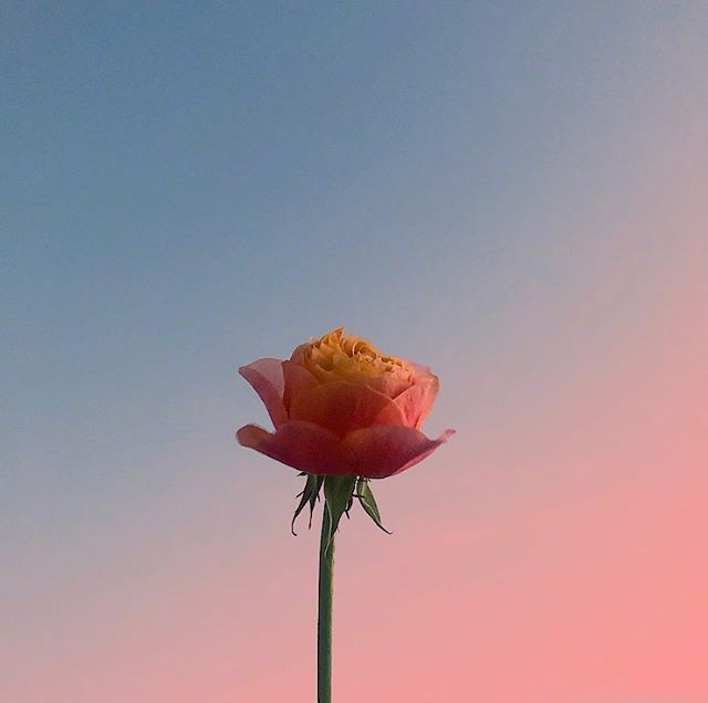 七夕情话句子说说（简短最浪漫的表白文案短句） 第7张
