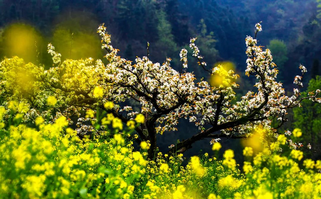春分节气古诗欣赏（赞美春分的古诗赏析） 第1张