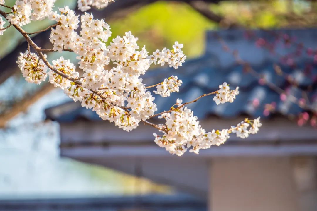 春分节气古诗欣赏（赞美春分的古诗赏析） 第9张