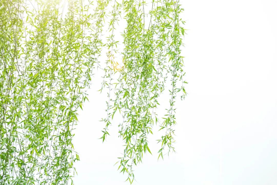 春分节气古诗欣赏（赞美春分的古诗赏析） 第13张