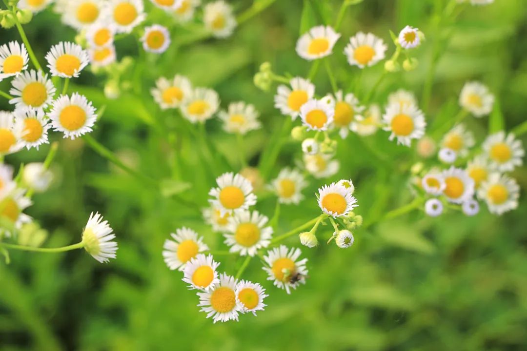春分节气古诗欣赏（赞美春分的古诗赏析） 第17张