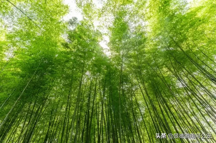 有关夏天的诗有哪些（描写夏天的古诗大全） 第3张