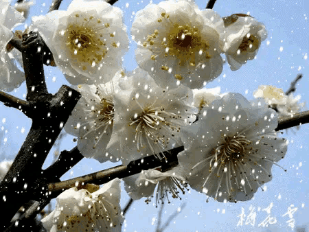 咏梅的诗句古诗大全（最经典的梅花诗） 第13张