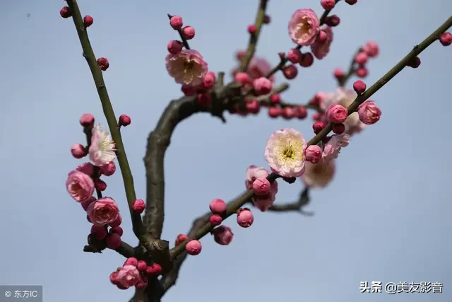 咏梅的诗句古诗大全（最经典的梅花诗） 第27张