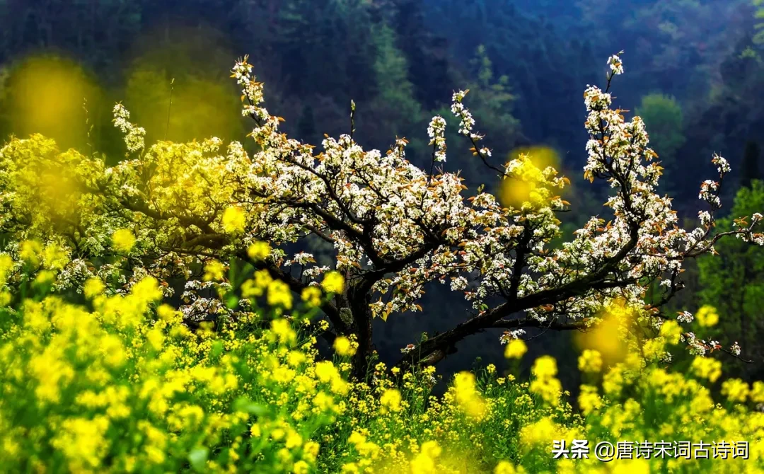 描写惊蛰节气的古诗（关于惊蛰的诗词唯美） 第5张