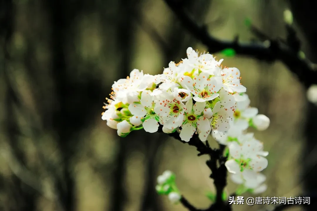 描写惊蛰节气的古诗词有哪些（和惊蛰节气有关的诗句分享） 第7张