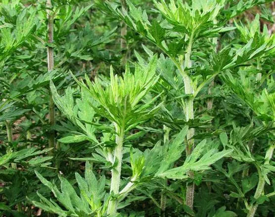 关于端午节的四句诗（关于粽子的诗句） 第3张