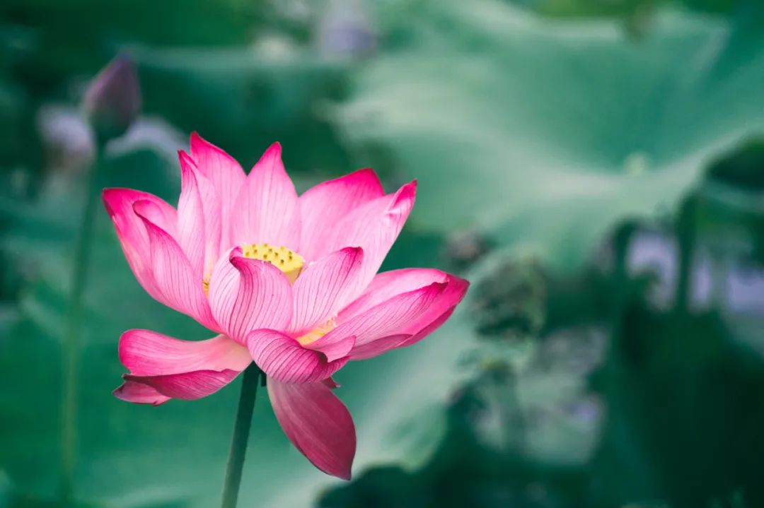 关于夏至的诗歌有哪些（夏至节气古诗大全） 第5张