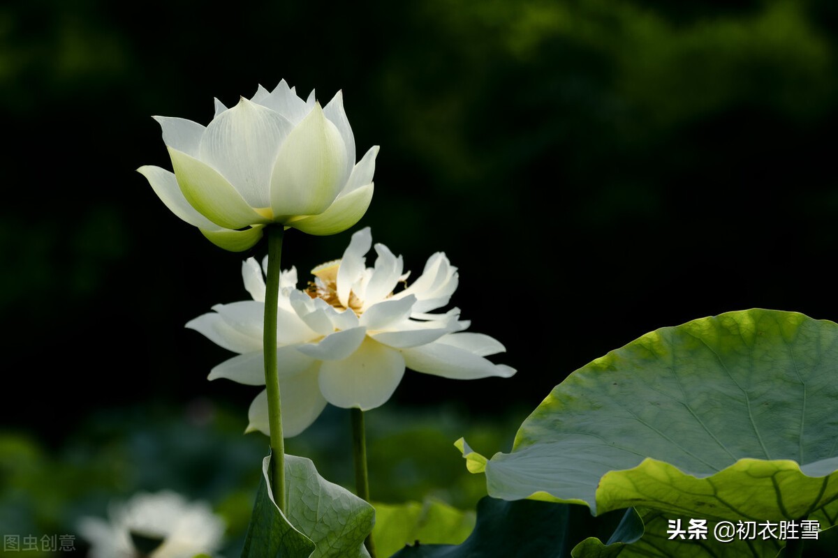 芙蓉花的诗句有哪些（描写芙蓉花的现代诗句） 第1张