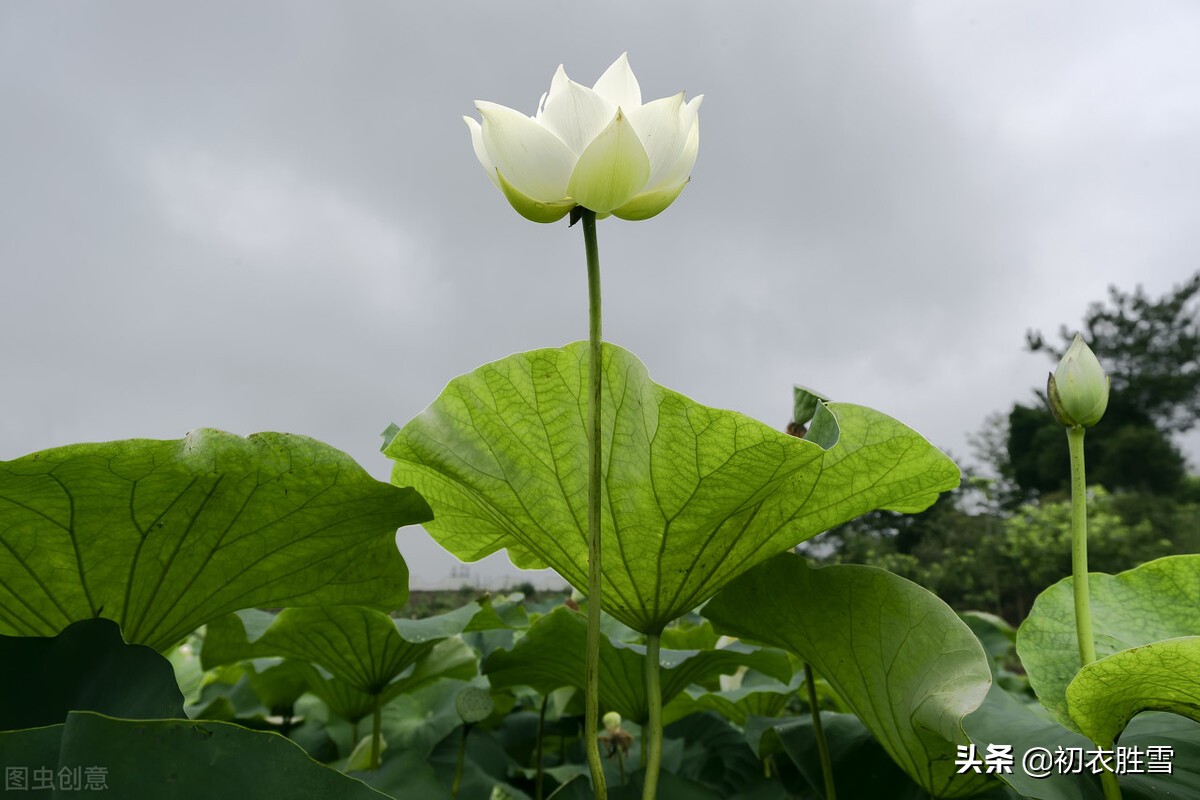 芙蓉花的诗句有哪些（描写芙蓉花的现代诗句） 第3张