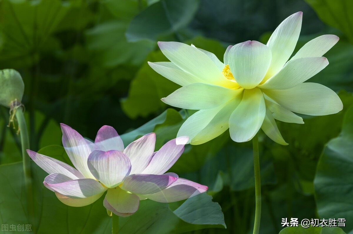 芙蓉花的诗句有哪些（描写芙蓉花的现代诗句） 第9张