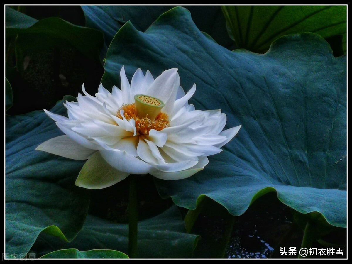 芙蓉花的诗句有哪些（描写芙蓉花的现代诗句） 第11张
