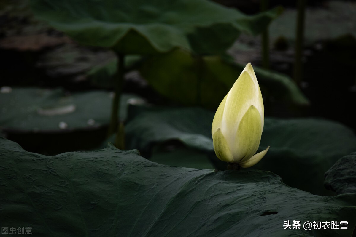 芙蓉花的诗句有哪些（描写芙蓉花的现代诗句） 第13张