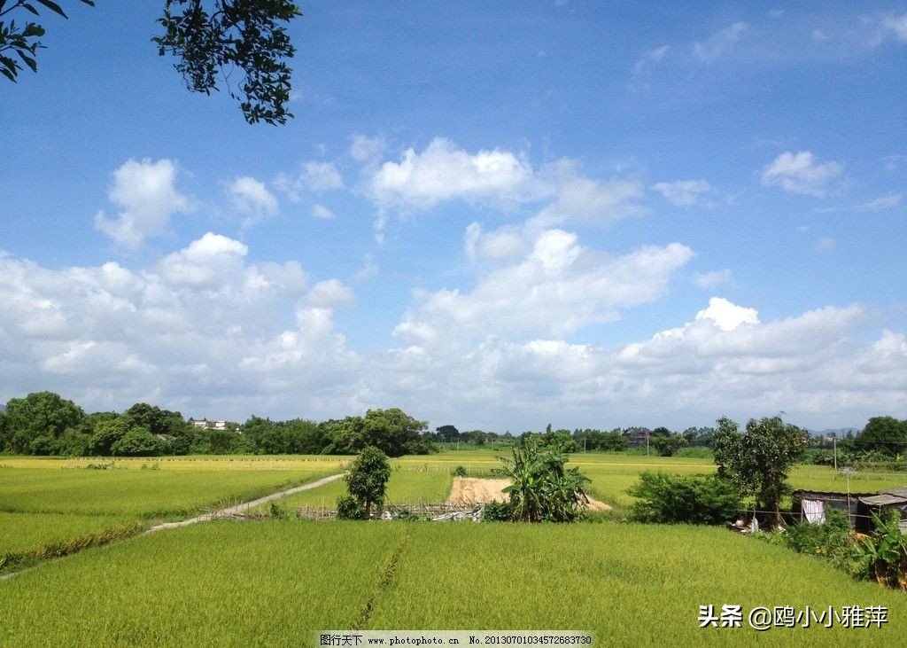祖国啊我亲爱的祖国舒婷原文（舒婷的三首最著名的诗） 第3张