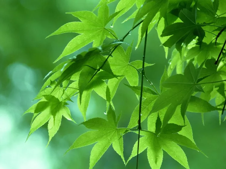欧亨利最后一片叶子原文（欧亨利短篇小说摘抄） 第1张