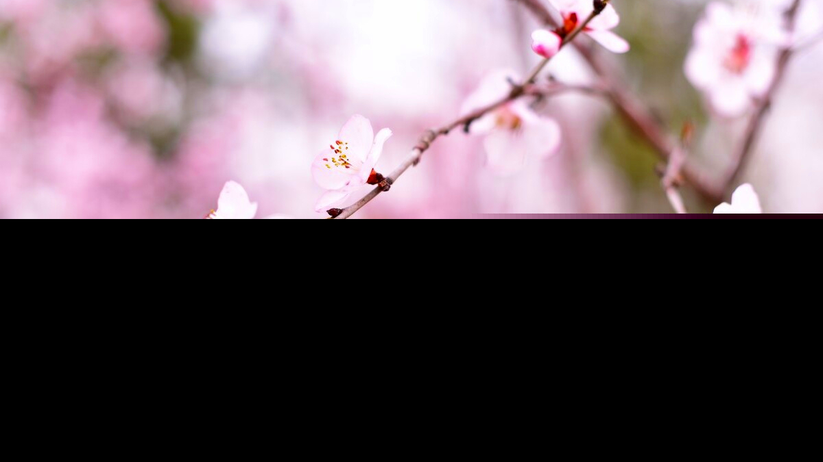 春天诗句唯美诗词（关于描写春天的古诗词） 第3张