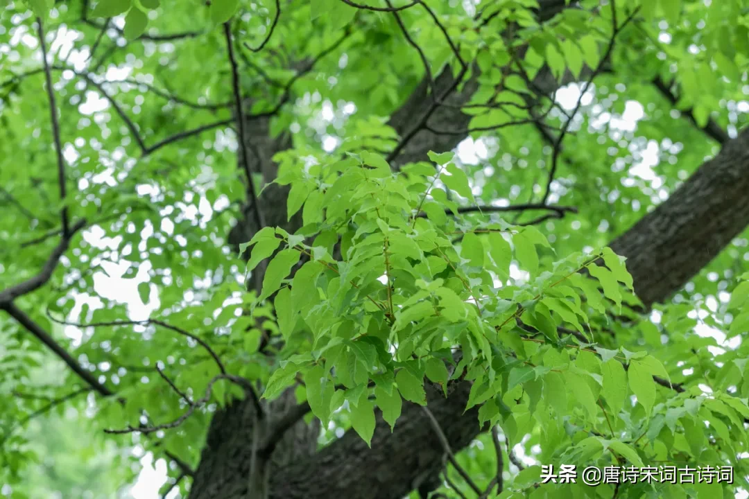天街小雨润如酥全诗（描写春雨的诗句古诗） 第3张