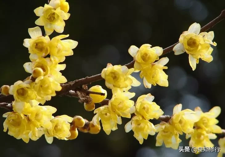 梅花品格的诗句（赞美梅花的经典诗句） 第3张