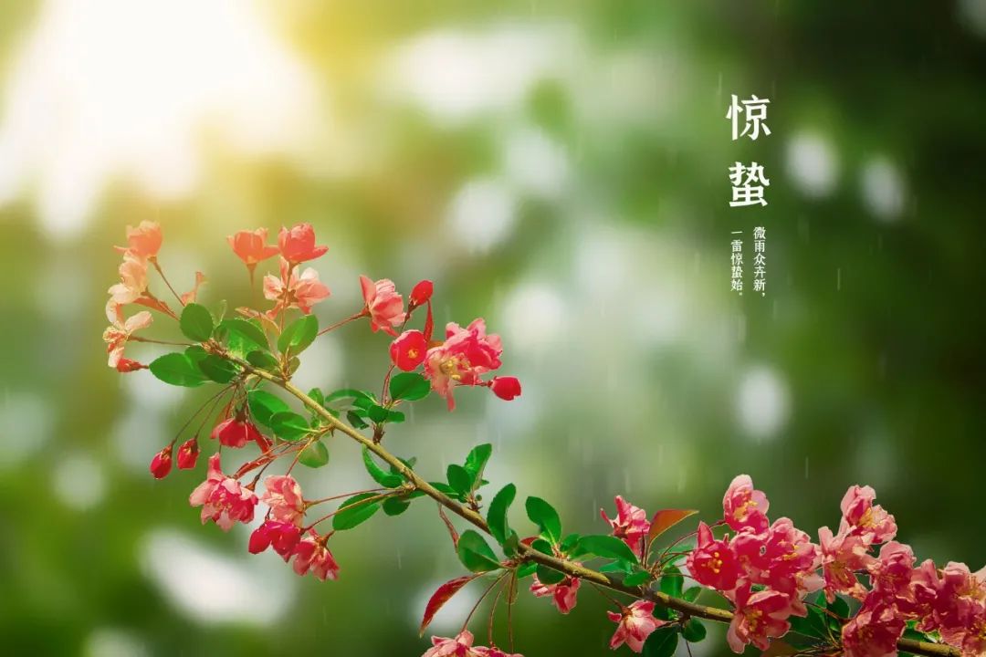 惊蛰诗句古诗大全（关于惊蛰的诗词唯美） 第1张